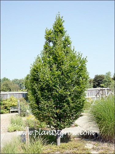 Pyramidal Hornbeam (Carpinus betulus fastigiata)